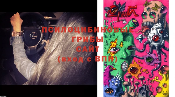 стаф Зерноград